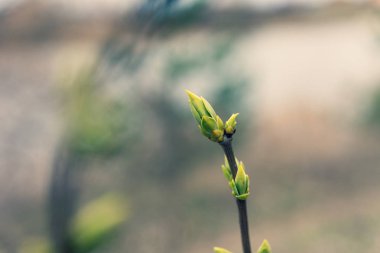 ağaç dalları üzerinde ilk yeşil yaprakları, baharda ağaç yaprakları 