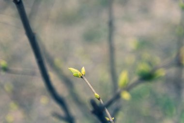 ağaç dalları üzerinde ilk yeşil yaprakları, baharda ağaç yaprakları 
