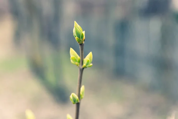 First Green Leaves Tree Branches Leaves Tree Spring — Stock Photo, Image