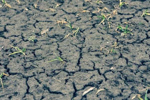 緑の草の質感 春の草 緑の壁紙 最初の春の草 — ストック写真