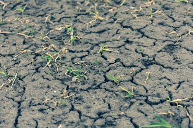 yeşil çim doku, bahar çim, yeşil duvar kağıdı, ilk bahar çim