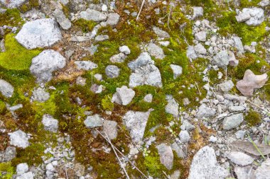 yosun dokusu, gri taş ve yosun 