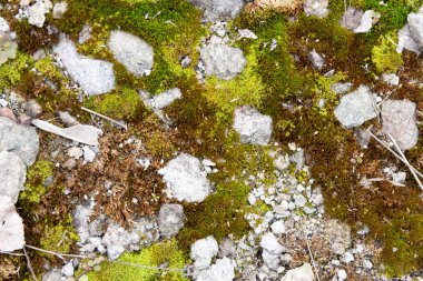 yosun dokusu, gri taş ve yosun 