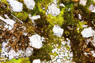 yosun dokusu, gri taş ve yosun 