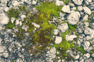 yosun dokusu, gri taş ve yosun 