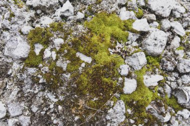 yosun dokusu, gri taş ve yosun 