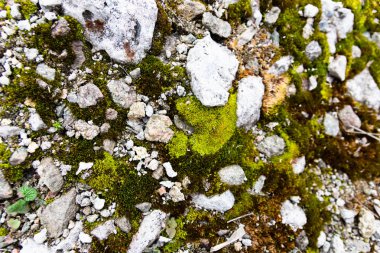 yosun dokusu, gri taş ve yosun 