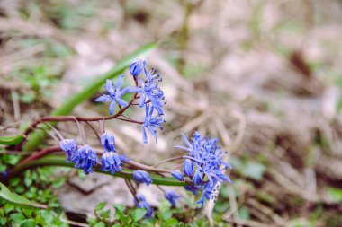 ilk bahar mor çiçekler, güzel kardelen