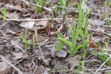 yeşil çim doku, bahar çim, yeşil duvar kağıdı, ilk bahar çim