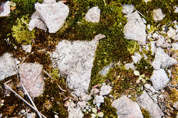 Мох Текстура Серый Камень Мох — стоковое фото