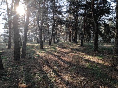güzel manzara bahar ormanı, ağaçların üzerinden güneş ışınları