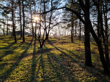 güzel manzara bahar ormanı, ağaçların üzerinden güneş ışınları