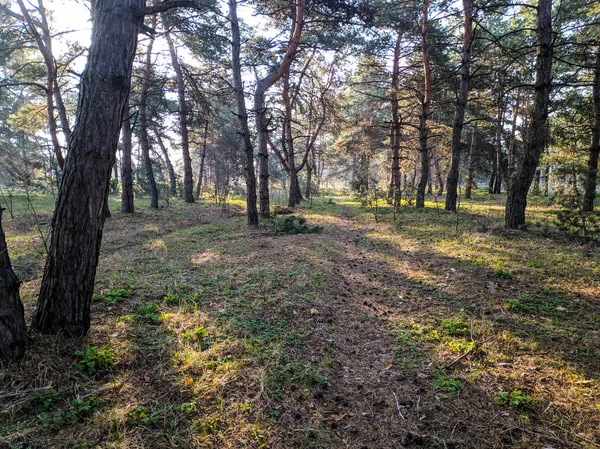 güzel manzara bahar ormanı, ağaçların üzerinden güneş ışınları