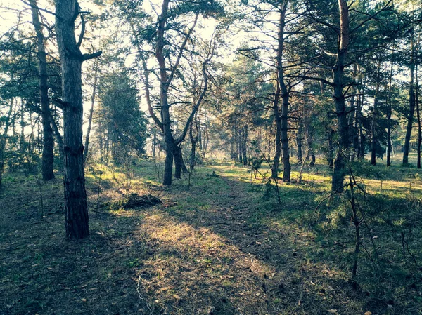 Prachtig Landschap Voorjaar Bos Zon Stralen Door Bomen — Stockfoto