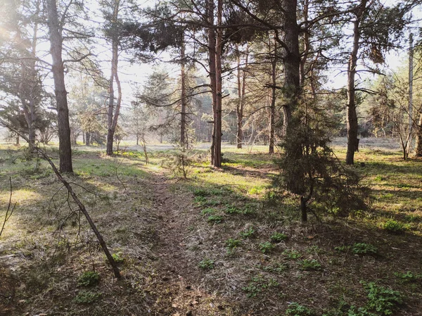 美しい風景の春の森 木々の間に太陽の光線 — ストック写真