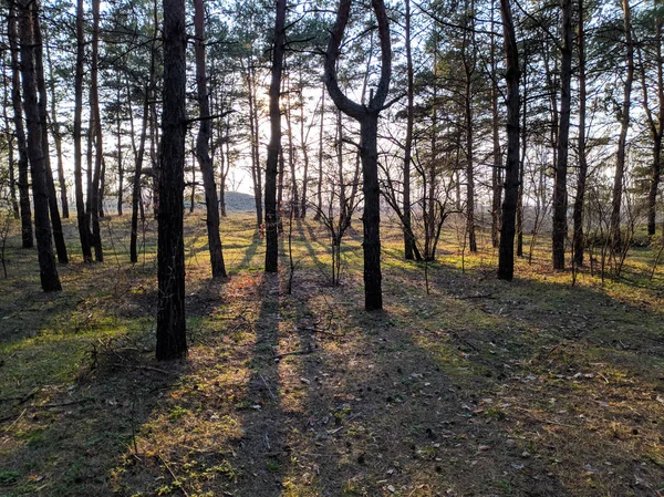 Schöne Landschaft Frühlingswald Die Sonnenstrahlen Durch Die Bäume — Stockfoto