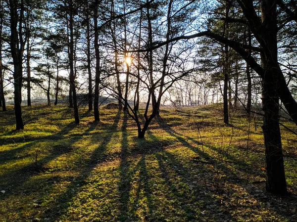 Güzel Manzara Bahar Ormanı Ağaçların Üzerinden Güneş Işınları — Stok fotoğraf
