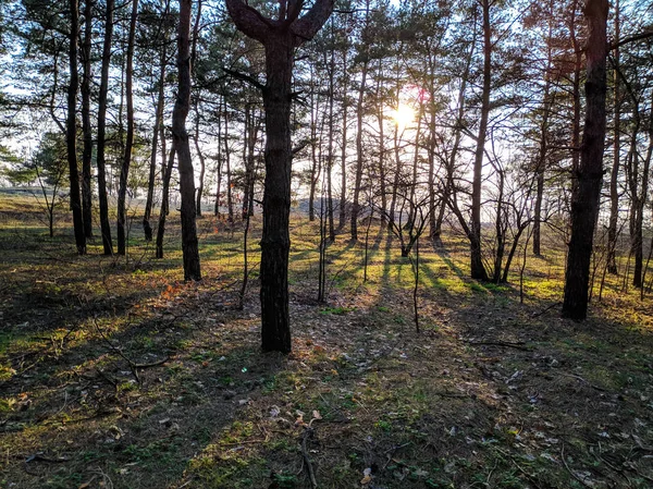 Vackra Landskap Vår Skog Solens Strålar Genom Träden — Stockfoto