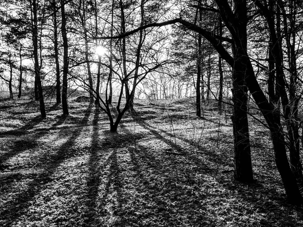 Schöne Landschaft Frühlingswald Die Sonnenstrahlen Durch Die Bäume — Stockfoto