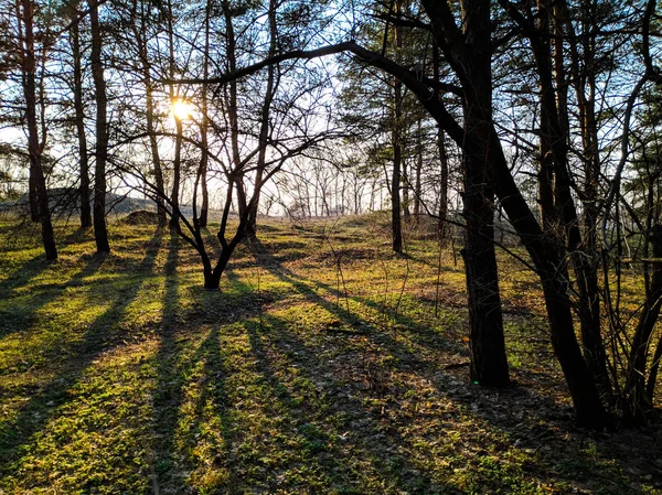 Güzel Manzara Bahar Ormanı Ağaçların Üzerinden Güneş Işınları — Stok fotoğraf