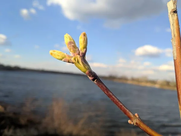 Primeiras Folhas Árvores Botões Folhas Primavera — Fotografia de Stock