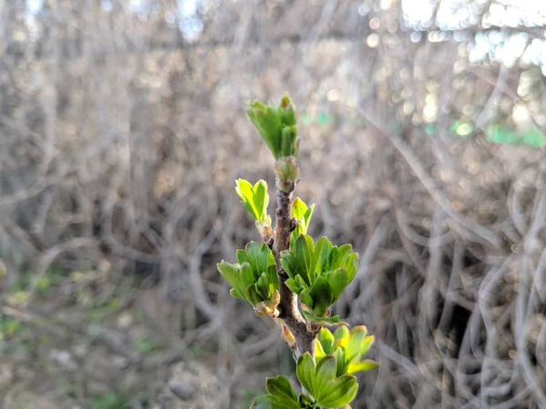 Primeiras Folhas Árvores Botões Folhas Primavera — Fotografia de Stock