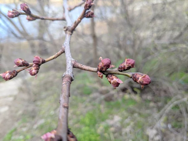 Las Primeras Hojas Los Árboles Brotes Hojas Primavera — Foto de Stock