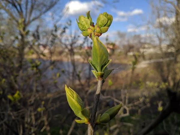 Primeiras Folhas Árvores Botões Folhas Primavera — Fotografia de Stock