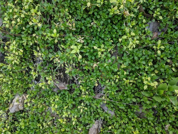 Красивая Сочная Зеленая Трава Трава Текстура Весна — стоковое фото