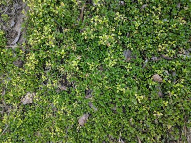 güzel sulu yeşil çimen, çim doku, bahar