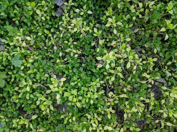 Hermosa Hierba Verde Jugosa Textura Hierba Primavera —  Fotos de Stock