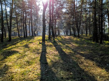 bahar ormanı ile peyzaj, ağaçlardan gölge, çam ağacı
