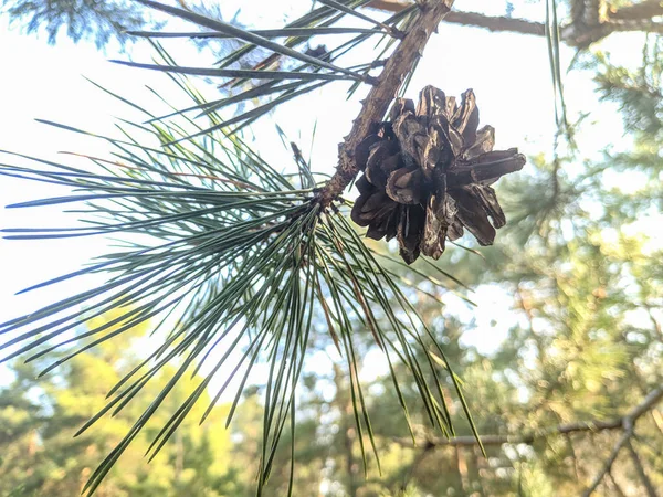 Closeup View Pine Branch Green Needles — Stock Photo, Image