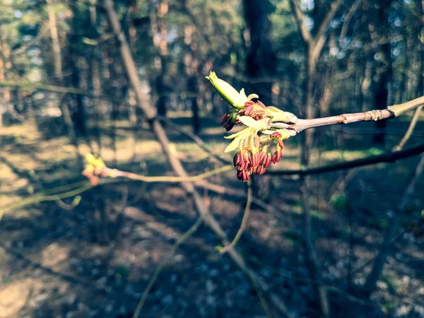 Primeiras Folhas Botões Árvores Primavera Foto Primavera — Fotografia de Stock