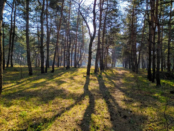 Landschaft Mit Wald Frühling Schatten Von Bäumen Kiefernwald — Stockfoto