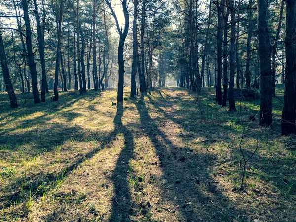Landschaft Mit Wald Frühling Schatten Von Bäumen Kiefernwald — Stockfoto