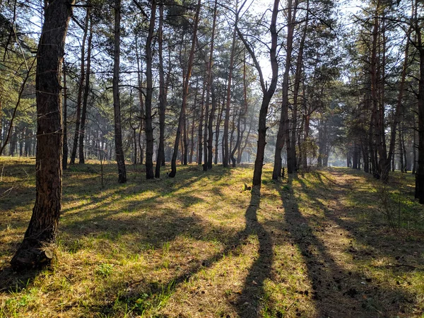 Krajobraz Lasem Wiosną Cień Drzew Drewno Sosnowe — Zdjęcie stockowe