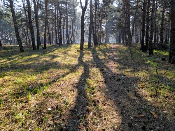 Krajobraz Lasem Wiosną Cień Drzew Drewno Sosnowe — Zdjęcie stockowe