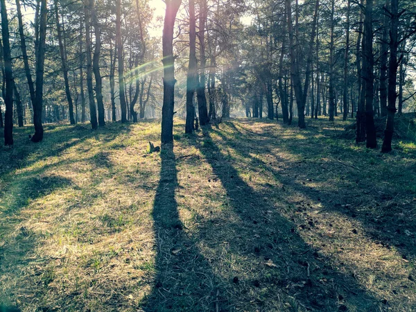 Landskap Med Skog Våren Skugga Från Träd Tall Trä — Stockfoto