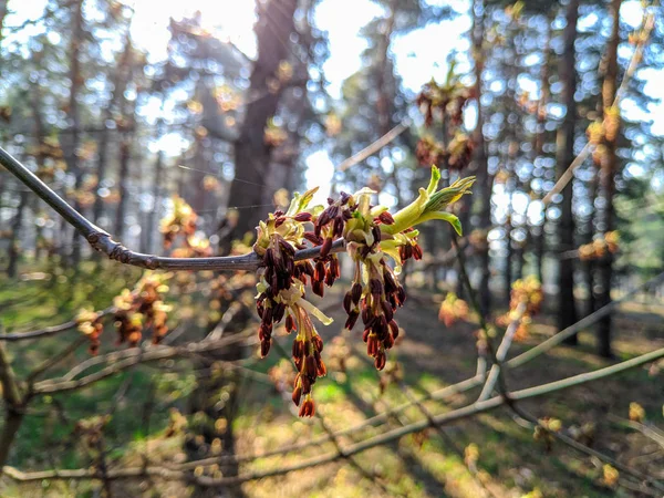 Primeiras Folhas Botões Árvores Primavera Foto Primavera — Fotografia de Stock