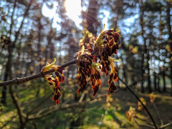 Primeiras Folhas Botões Árvores Primavera Foto Primavera — Fotografia de Stock