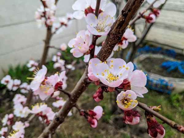 Vakre Hvite Blomster Tregrener Aprikoser Som Blomstrer – stockfoto