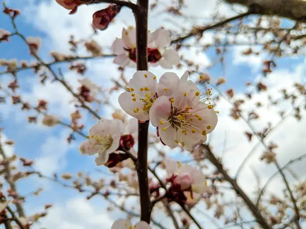 Belles Fleurs Blanches Sur Les Branches Des Arbres Fleurs Abricot — Photo