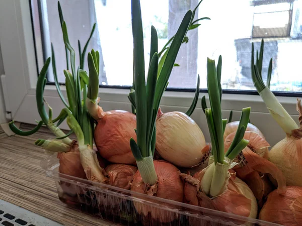Close View Onions Growing Windowsill Green Onions — Stock Photo, Image