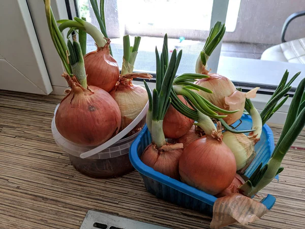 Close View Onions Growing Windowsill Green Onions — Stock Photo, Image