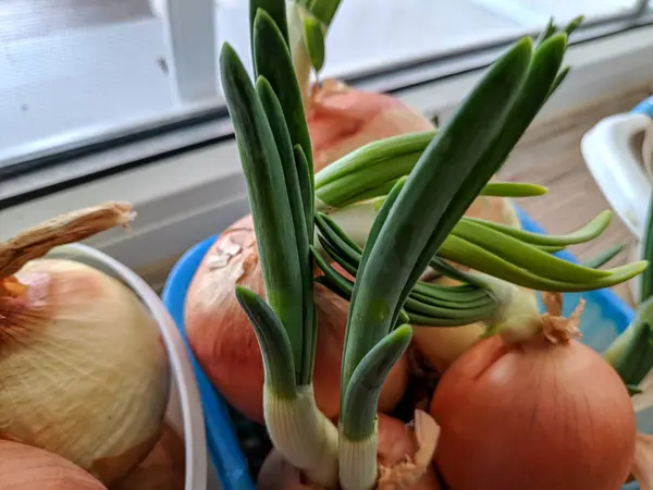 Close View Onions Growing Windowsill Green Onions — Stock Photo, Image