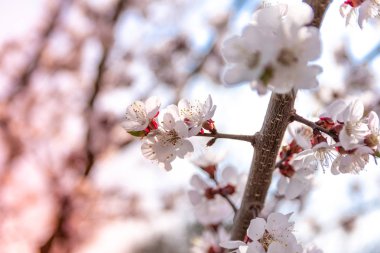 bahar ağaçlarının üzerinde çiçekler, Kayısı çiçek, yakın görünüm 