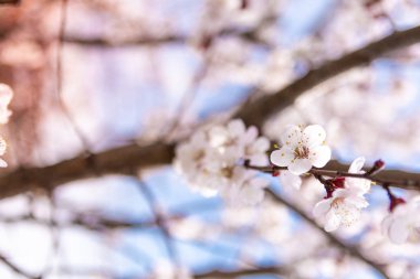 bahar ağaçlarının üzerinde çiçekler, Kayısı çiçek, yakın görünüm 