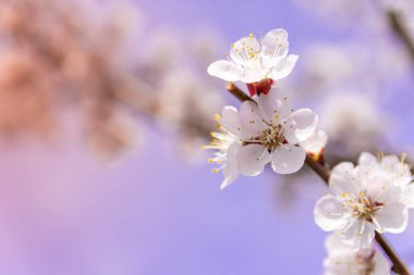 bahar ağaçlarının üzerinde çiçekler, Kayısı çiçek, yakın görünüm 