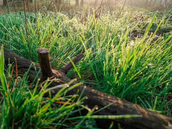 Piękna Bujna Zielona Trawa Wiosną — Zdjęcie stockowe